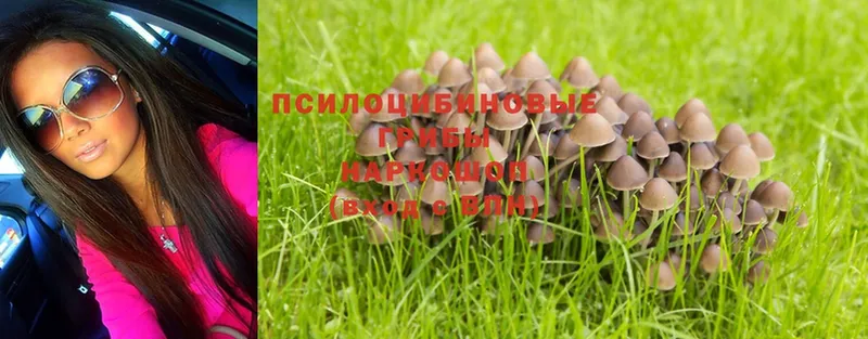 Псилоцибиновые грибы Psilocybe  Елизово 